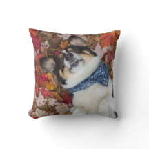 Funny, Cute, Corgi Look