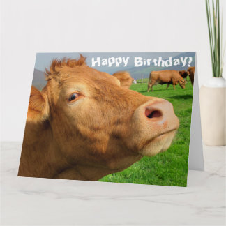 Funny Cute Cow Happy Birthday Card
