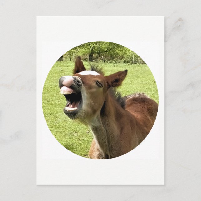 FUNNY CUTE FOAL POSTCARD (Front)