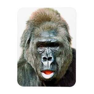 FUNNY CUTE GORILLA MAGNET