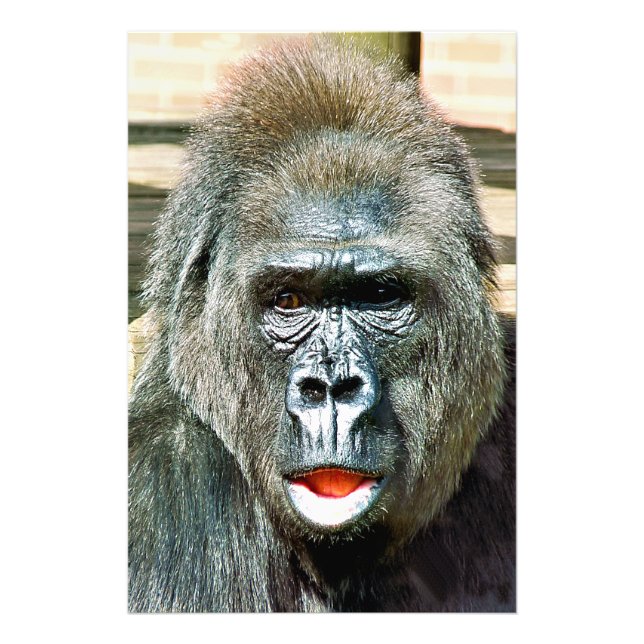 FUNNY CUTE GORILLA PHOTO PRINT (Front)