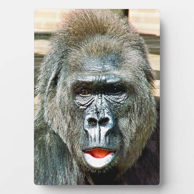 FUNNY CUTE GORILLA PLAQUE (Front)