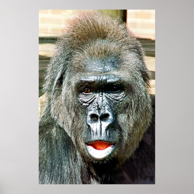 FUNNY CUTE GORILLA POSTER (Front)