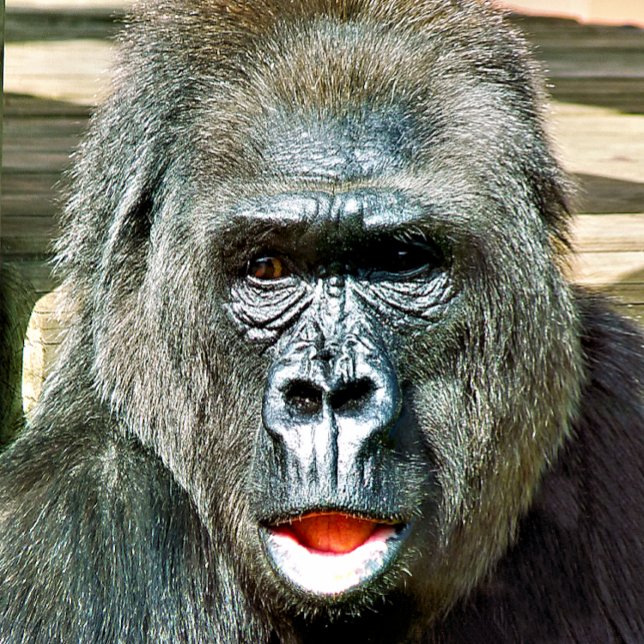 FUNNY CUTE GORILLA WRAPPING PAPER (The expression on this gorilla face is like mine when I have lost my keys!)