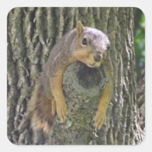 Funny Cute Lazy Squirrel in Tree Square Sticker