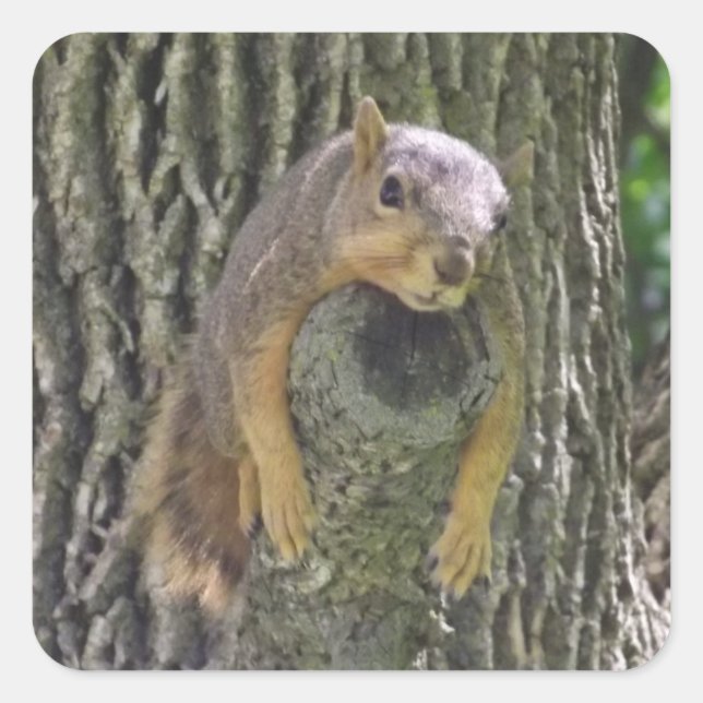 Funny Cute Lazy Squirrel in Tree Square Sticker (Front)