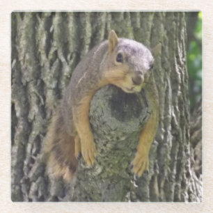 Funny Cute Lazy Squirrel on Tree Branch Glass Coaster