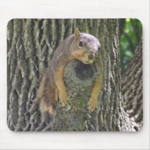 Funny Cute Lazy Squirrel on Tree Branch Mouse Mat