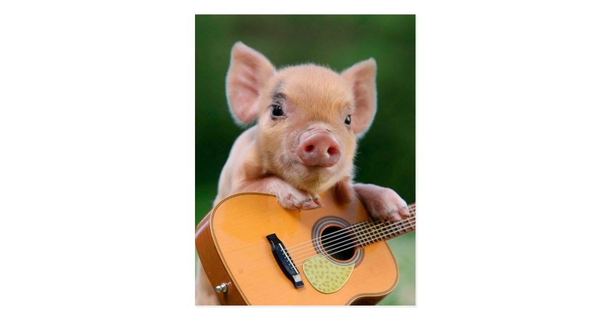 Funny Cute Pig Playing Guitar Postcard | Zazzle.co.uk