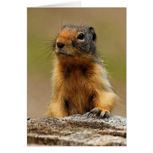 Funny Cute Saucy Columbian Ground Squirrel
