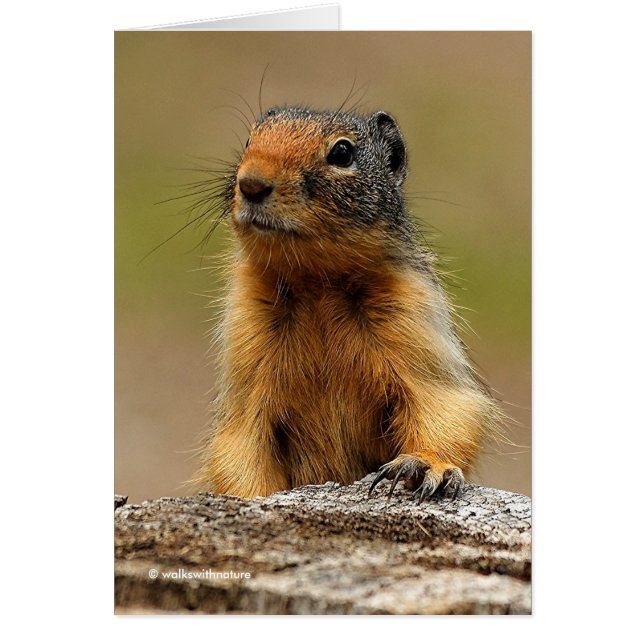 Funny Cute Saucy Columbian Ground Squirrel (Front)