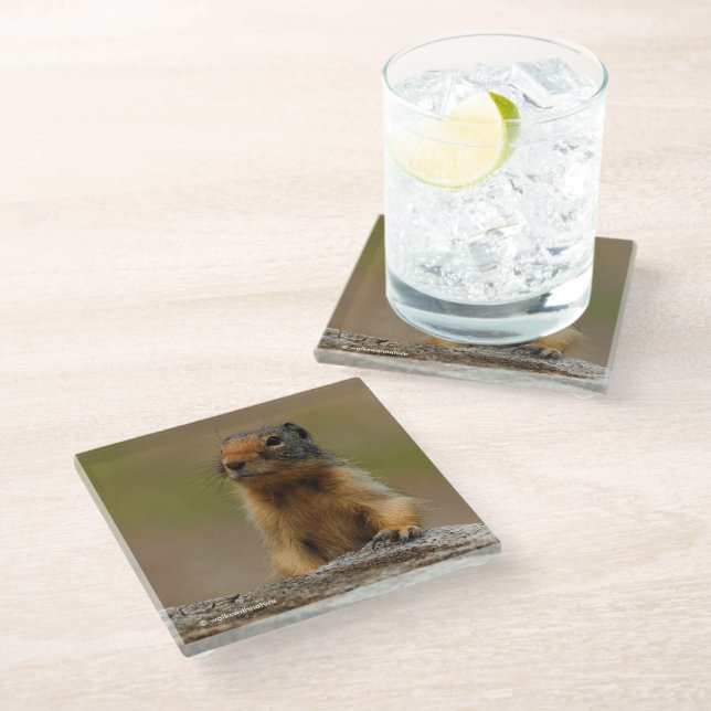 Funny Cute Saucy Columbian Ground Squirrel Glass Coaster (Angled)