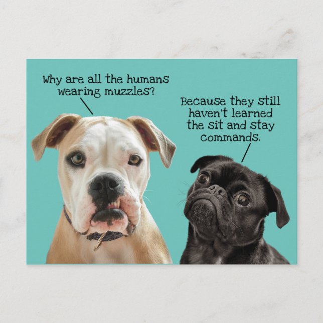 Funny Cute Sit/Stay Dogs During Pandemic No Muzzle Postcard (Front)
