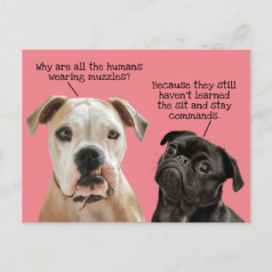 Funny Cute Sit/Stay Dogs During Pandemic No Muzzle Postcard