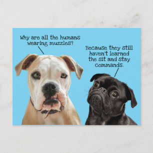 Funny Cute Sit/Stay Dogs During Pandemic No Muzzle Postcard