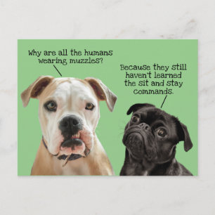 Funny Cute Sit/Stay Dogs During Pandemic No Muzzle Postcard
