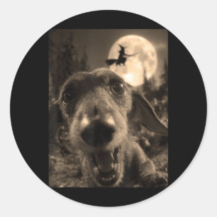 Funny Dachshund Selfie Full Moon Flying Witch Classic Round Sticker