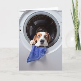 Funny dizzy beagle delicate washing thank you card