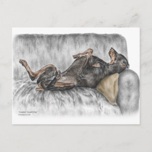 Funny Doberman on Sofa Postcard