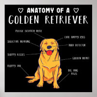 Funny Dog Anatomy Of A Golden Retriever