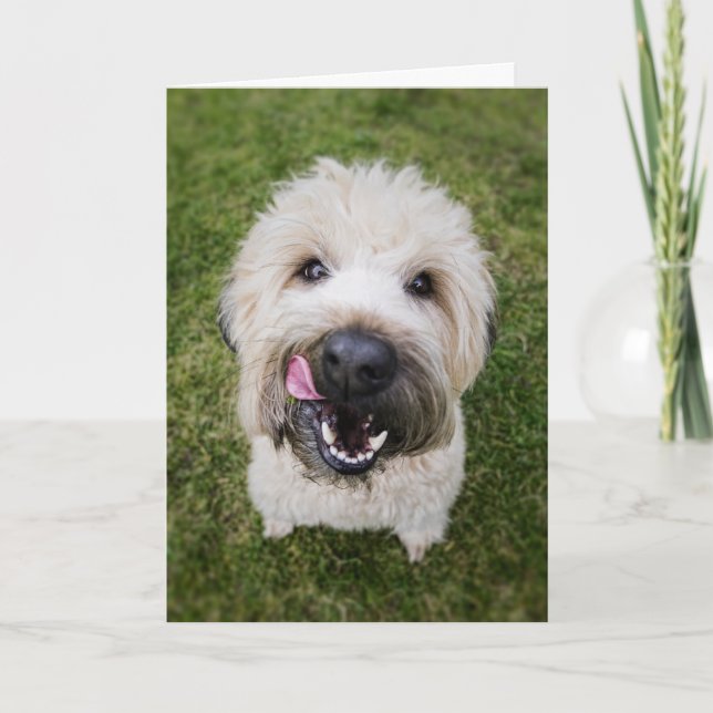 Funny Dog Birthday Card (Front)