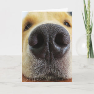 FUNNY DOG BIRTHDAY CARDS, DOGGONE GOOD! CARD