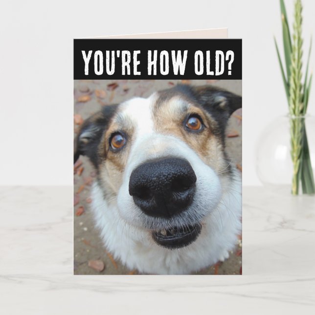 FUNNY DOG BIRTHDAY GETTING OLDER Greeting Cards (Front)