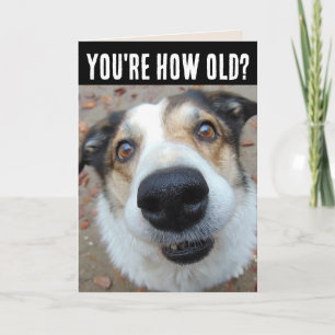 FUNNY DOG BIRTHDAY GETTING OLDER Greeting Cards