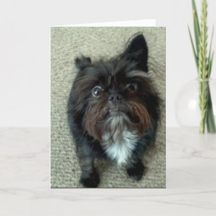 funny dog birthday greeting card