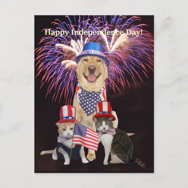 Funny Dog/Cat July 4th Postcard (Front)