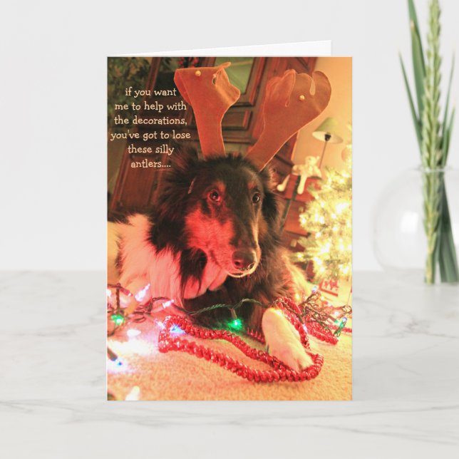 Funny Dog Christmas, Collie w/ antlers xmas lights Holiday Card (Front)