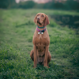 Funny Dog Guardian of Humanity Monogram Pet ID Pet ID Tag