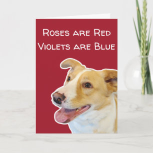Funny Dog Lovers Cute Valentine's Day Card