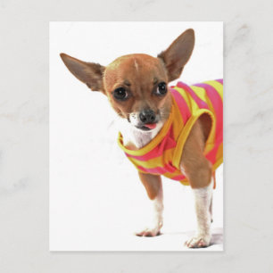 Funny Dog making faces Chihuahua Postcard
