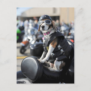 Funny dog on motorcycle photo postcard