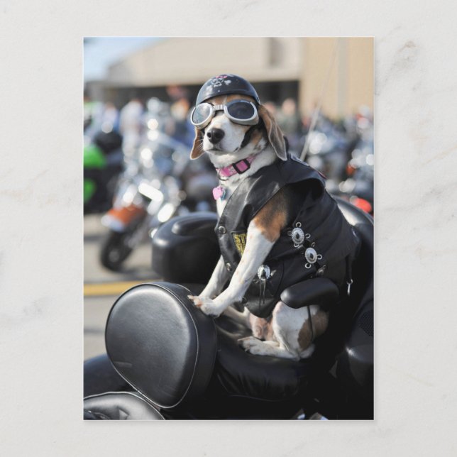 Funny dog on motorcycle photo postcard (Front)