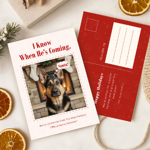 Funny Dog Pet Photo Christmas Holiday Postcard