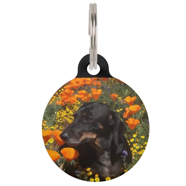 Funny Dog Pet Tag (Front)