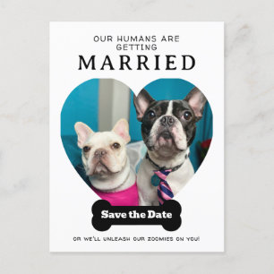 Funny Dog Photo Our Humans Are Getting Married Announcement Postcard