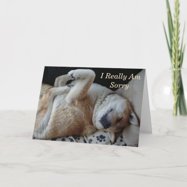 funny dog picture cute akita expressing sorry card (Front)