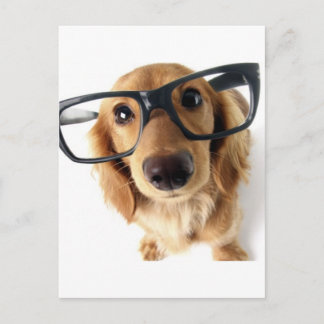 Funny Dog Postcard