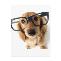 Funny Dog