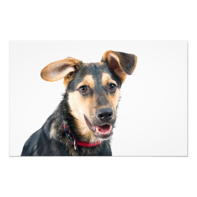Funny dog puppy photo print (Front)