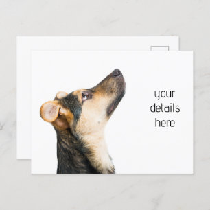 Funny dog puppy postcard