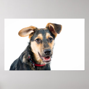 Funny dog puppy poster