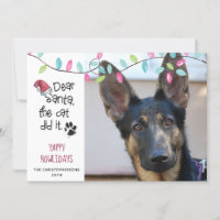 Funny Dog Saying | Pastel Lights | Photo