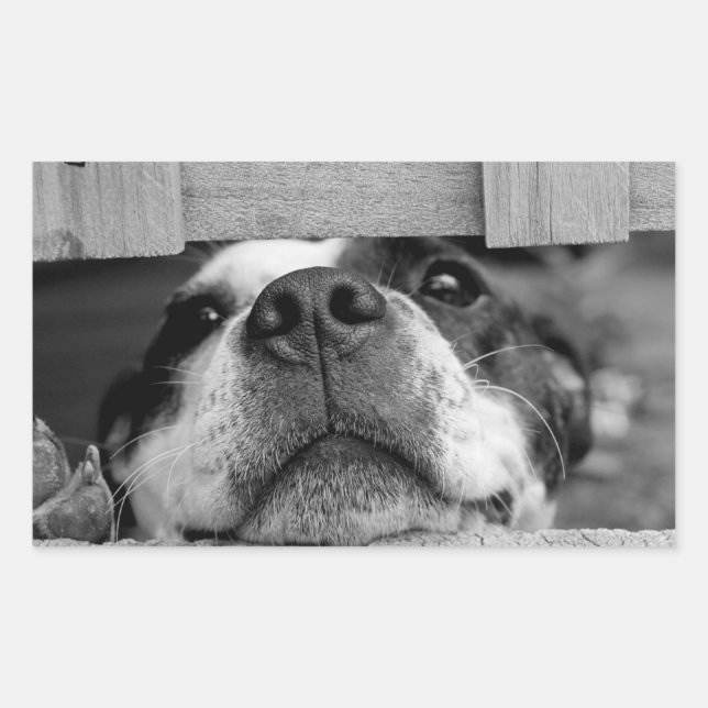 Funny Dog sticking now under Fence, Peek a Boo Rectangular Sticker (Front)