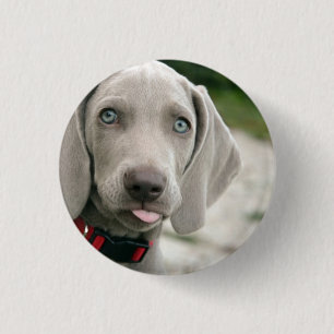 Funny Dog Sticking Tongue Out Photo 3 Cm Round Badge