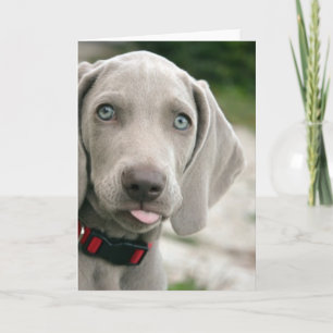 Funny Dog Sticking Tongue Out Photo Card