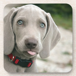 Funny Dog Sticking Tongue Out Photo Coaster